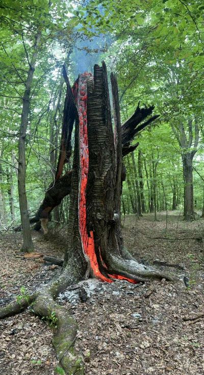 Płonące konary w lesie